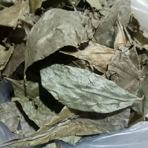 山香圆叶