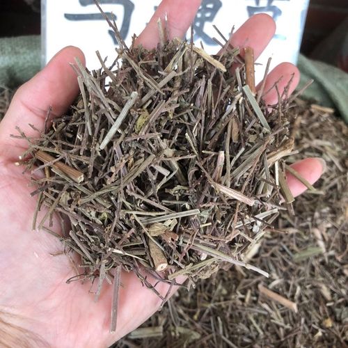 马鞭草
