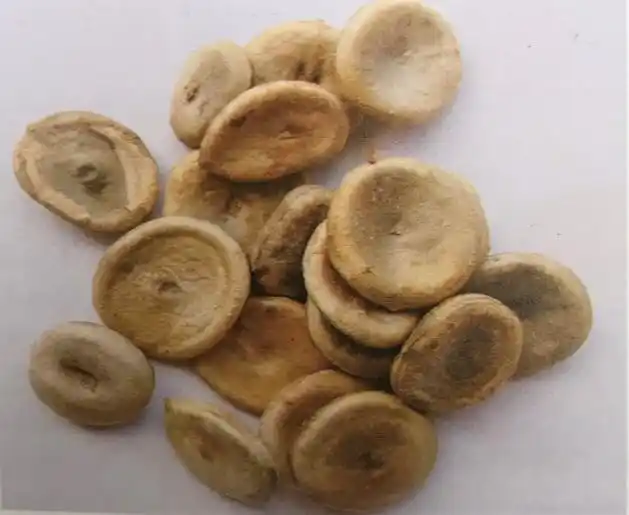 马钱子