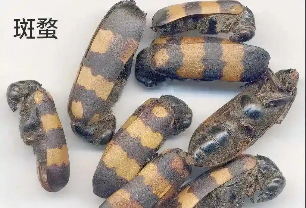 斑蝥
