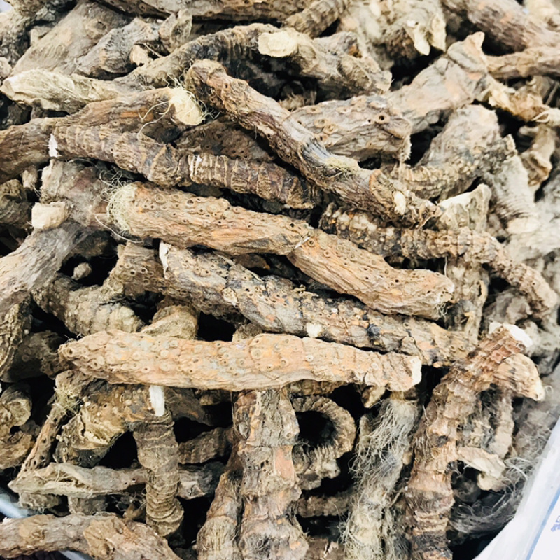 藏菖蒲