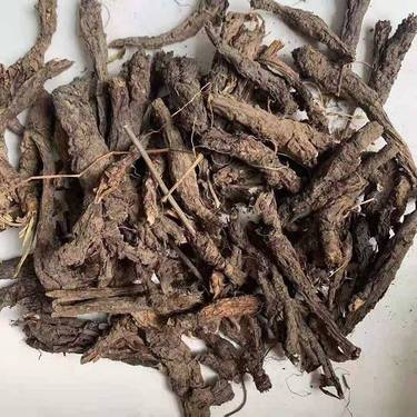 翼首草